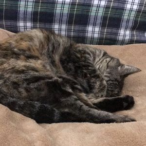 Meet your Posher, Phoebe